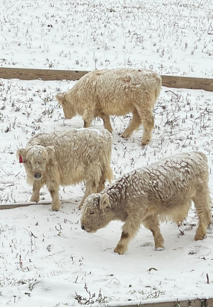 Highland Cow Visit