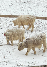 Highland Cow Visit