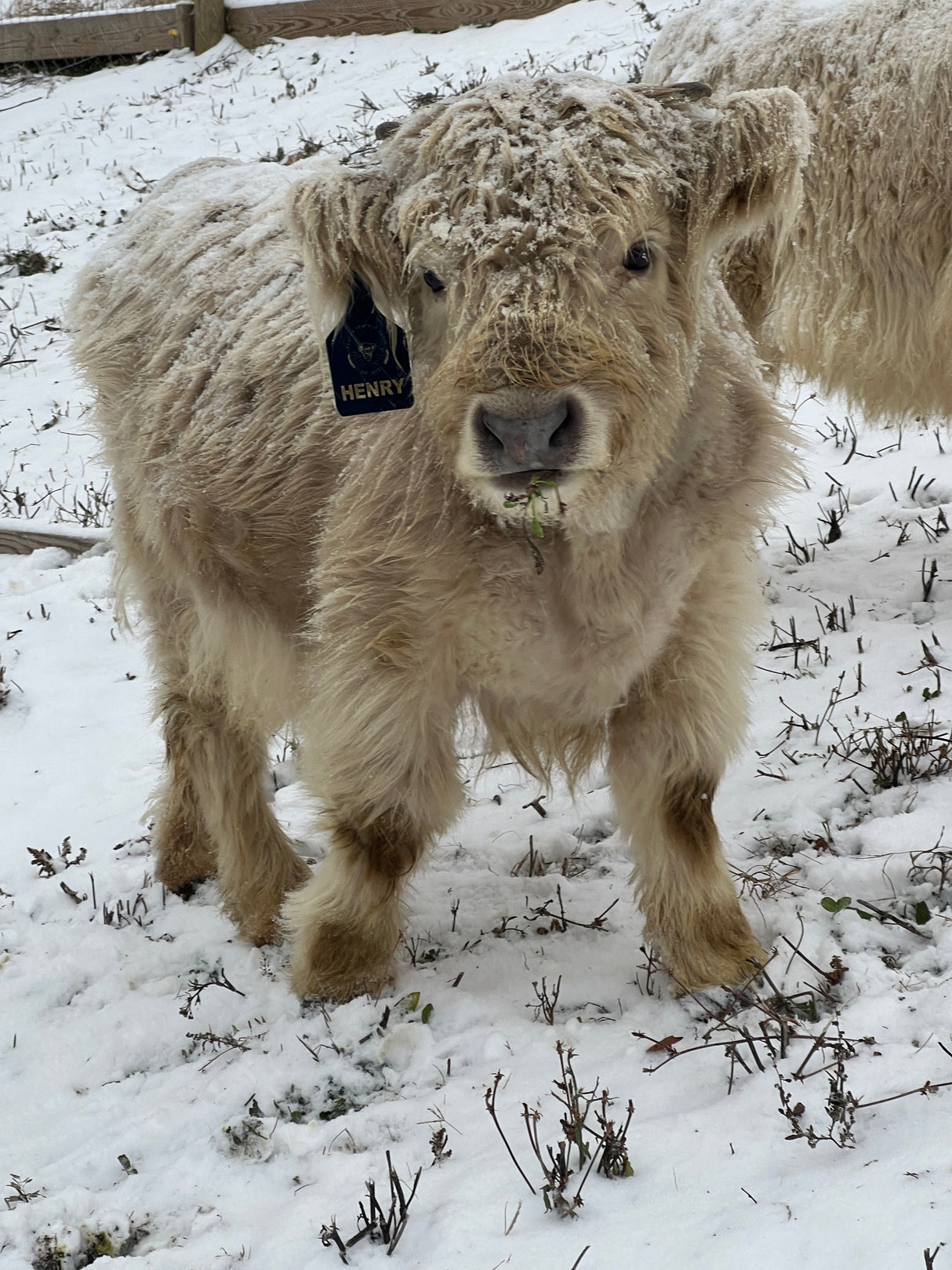 Highland Cow Visit